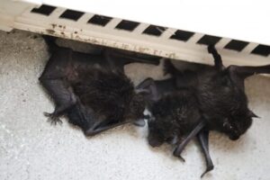 コウモリ撃退！超音波アプリの実力 – あなたの家を守る！